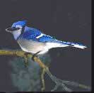 Bluejay